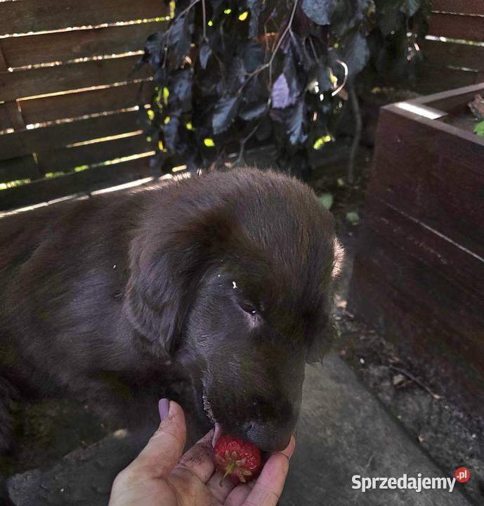 Szczenieta Flat Coated Retriever FCI Zwierzyn sprzedam