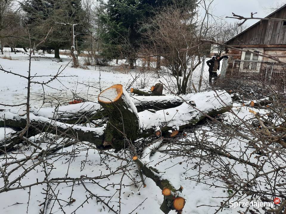 Sprzedam pień czereśni Lublin