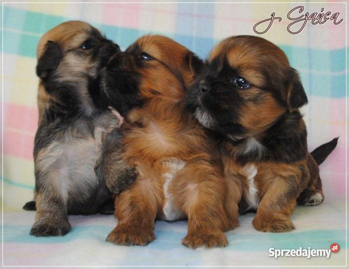 Lhasa Apso mniej znany kuzyn Shih Tzu rodowodowe Wrocław sprzedam