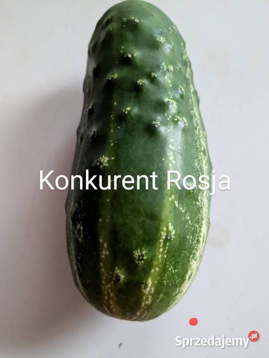 Ogórek wężowy Ogórki rosyjskie szklarniowe Kraków