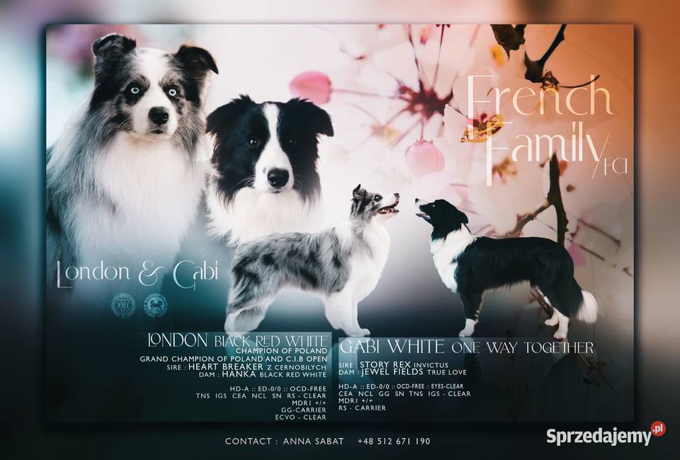 Sprzedam pieski Border Collie FCI Dydnia