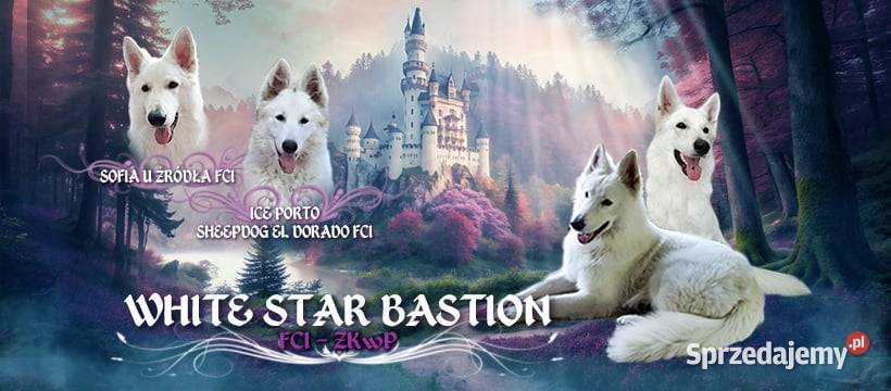 Bialy Owczarek Szwajcarski FCI ZWOLNILY się Bytom