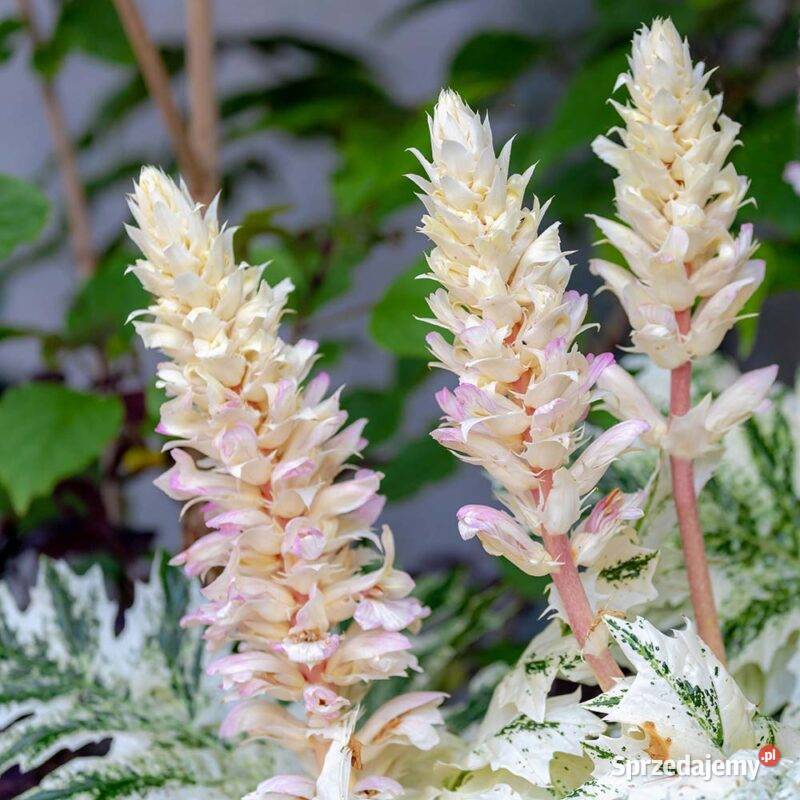 Akant miękki Tosmania Angel Opole sprzedam