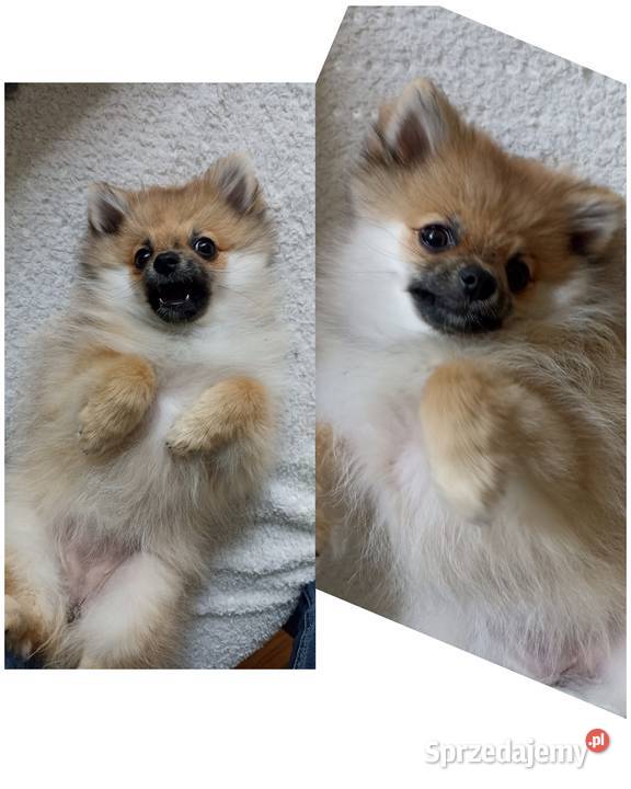 Sunia szpic miniaturowy pomeranian Orange sable Bełchatów sprzedam