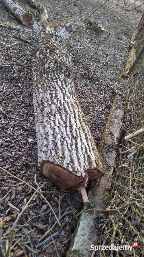 Orzrch włoski kłody Tarnów