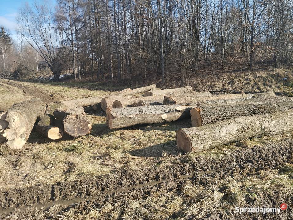 Dąb klocki dębowe podkarpackie