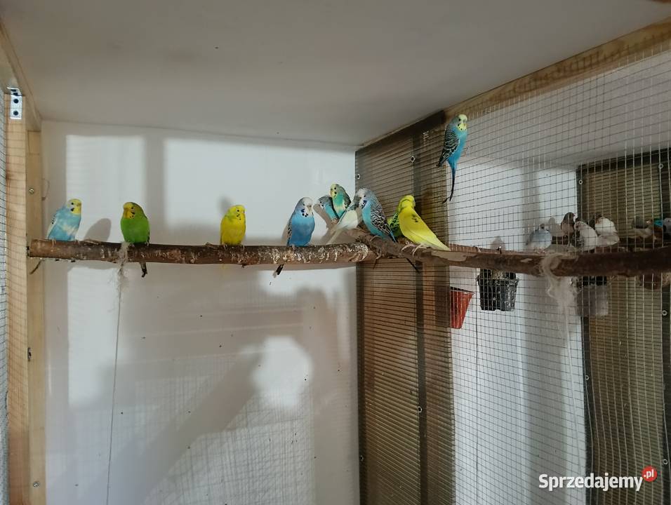 Papużki faliste wielkopolskie