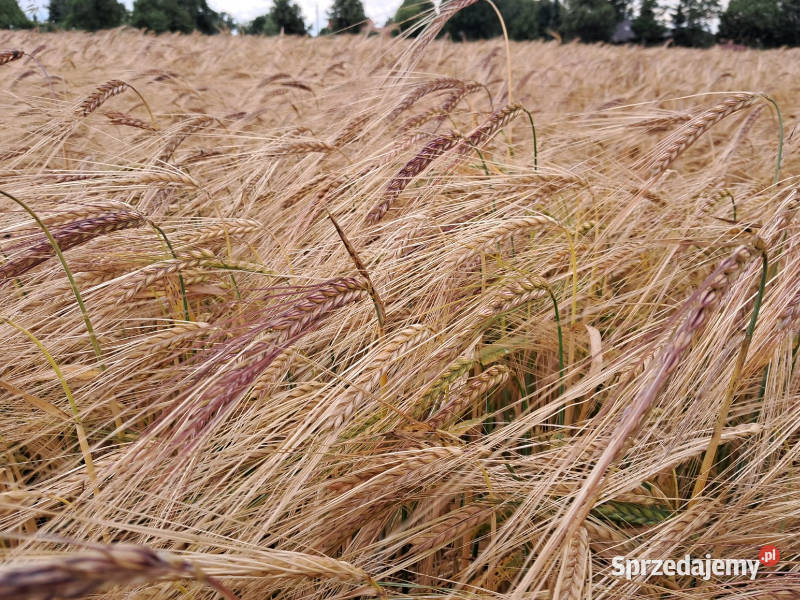 Jęczmień ozimy Bordeaux dwurzędowy Top Farms Zboża pomorskie Mortąg