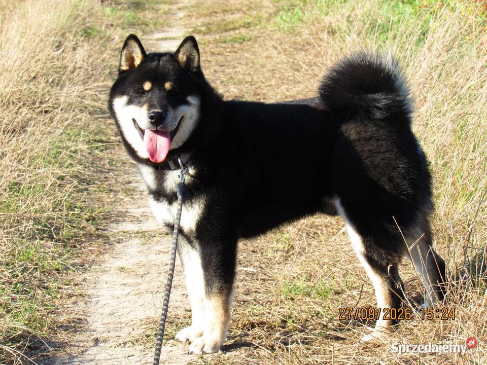SHIBA INU półroczny świetny samczyk ostatni z Bychawka Trzecia