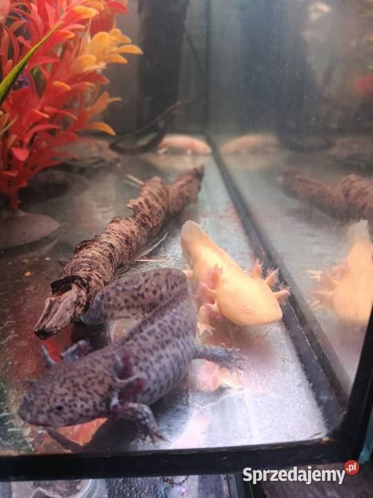 Asolotii Meksykański możliwość dostawy dopłata wielkopolskie Poznań sprzedam