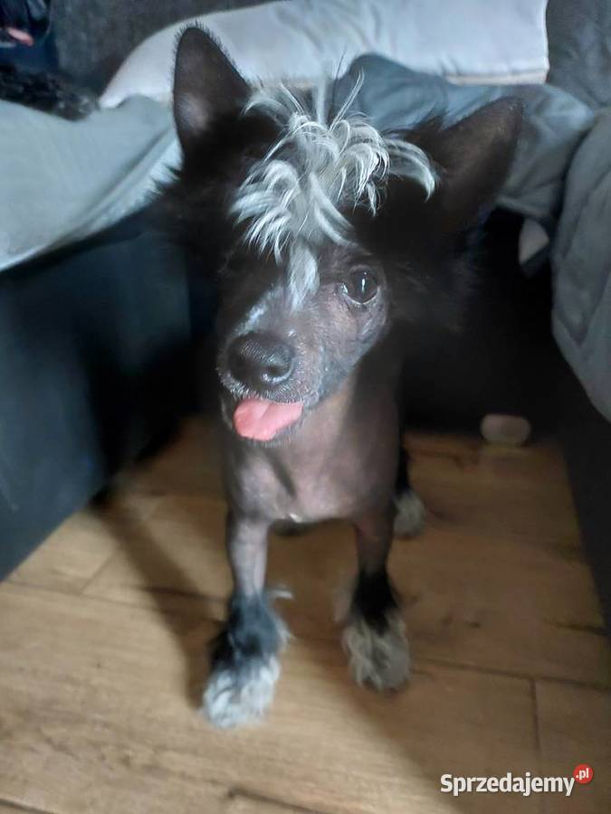 Chiński Grzywacz ZKwPFCI samiec THL pomorskie Czarna Dąbrówka sprzedam