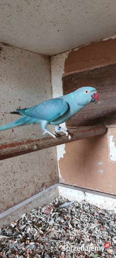 Aleksandreta obrożna 17r samica śląskie