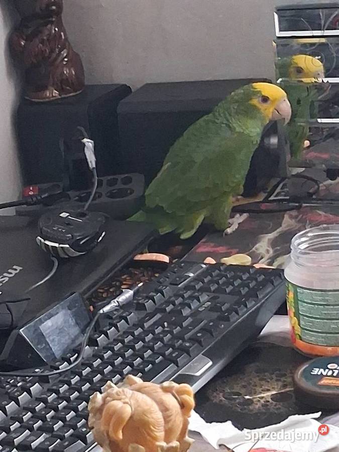 Amazonka żółtogardła