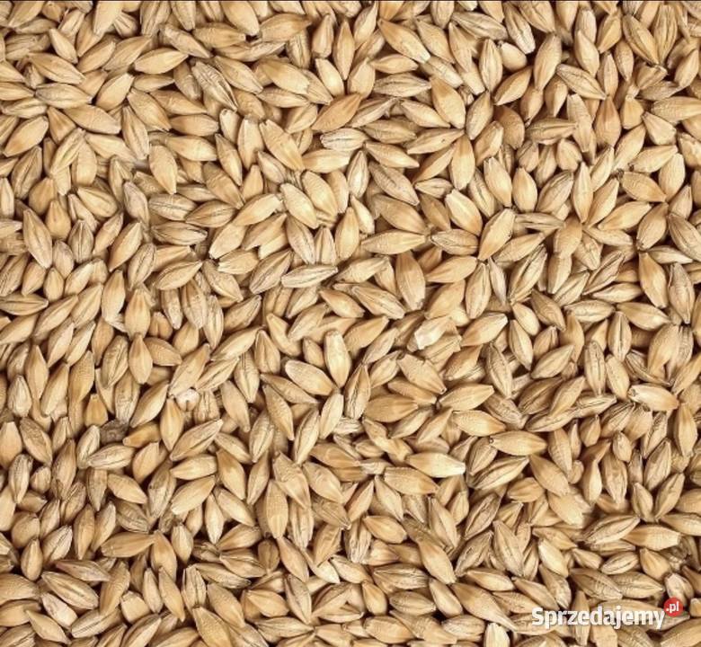 Jęczmień jary Połajewo