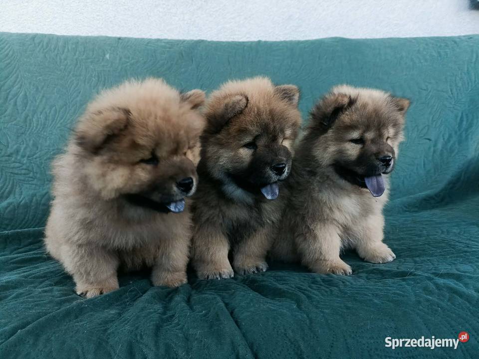 Wzorcowe Chow Chow doskonała budowa rodzice FCI Krapkowice sprzedam