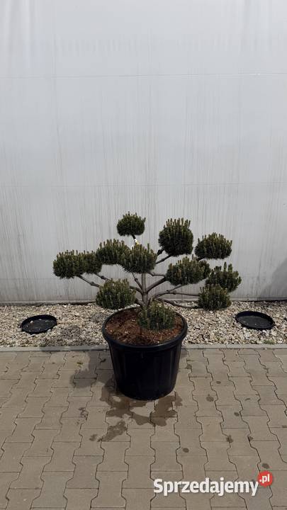 Sosna Czarna Pinus Nigra Brepo Bonsai 90100