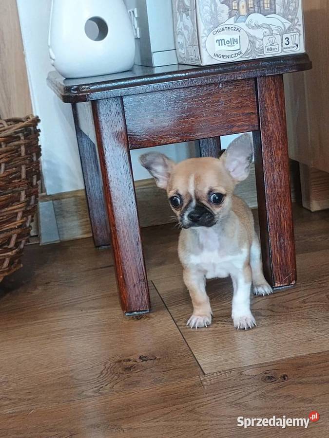 Chihuahua maleńka XXS Radomsko sprzedam