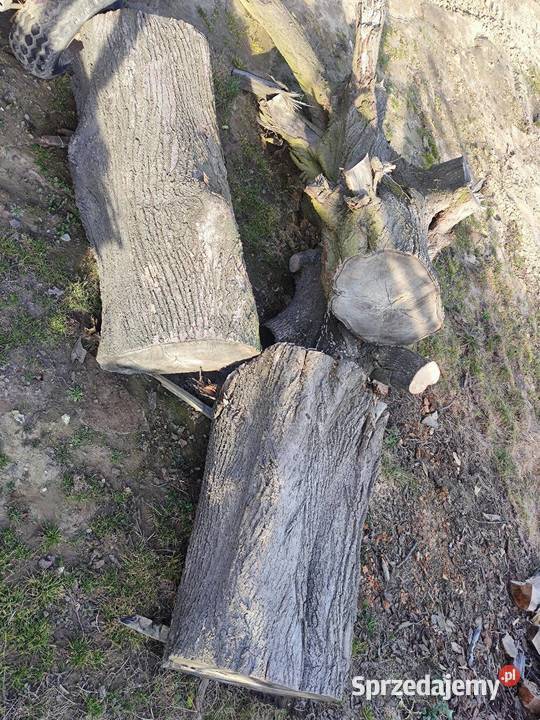 Lipa duże kłody Opał lubelskie Piaski sprzedam