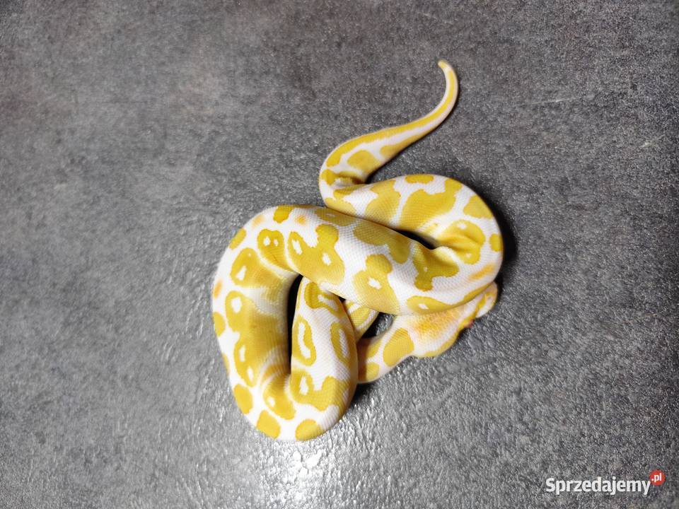 Pytony Królewskie Albino Pruszków
