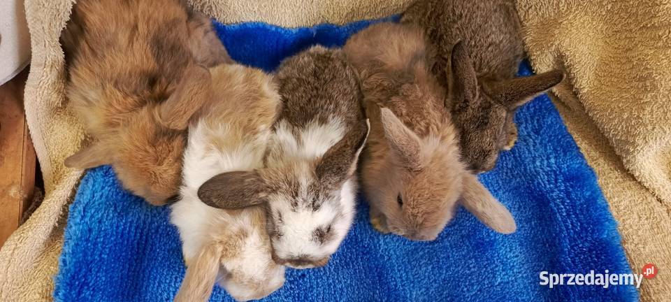 Królik miniaturka baranek i inne Jastrzębie-Zdrój sprzedam