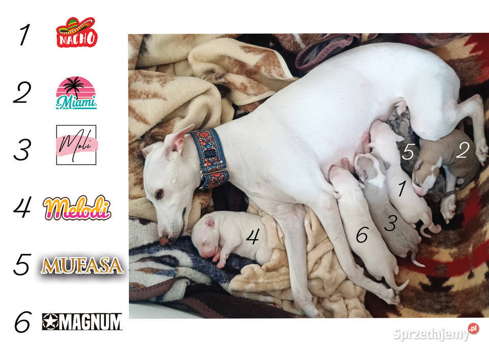 MAGNUM Whippet na sprzedaż piękne rasowe zdrowe sprzedam