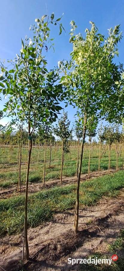 Jesion pensylwański Białystok sprzedam