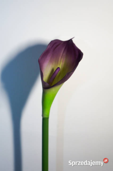 Kalia w kolorze fioletowym fioletowy Wszystkich Świętych Częstochowa