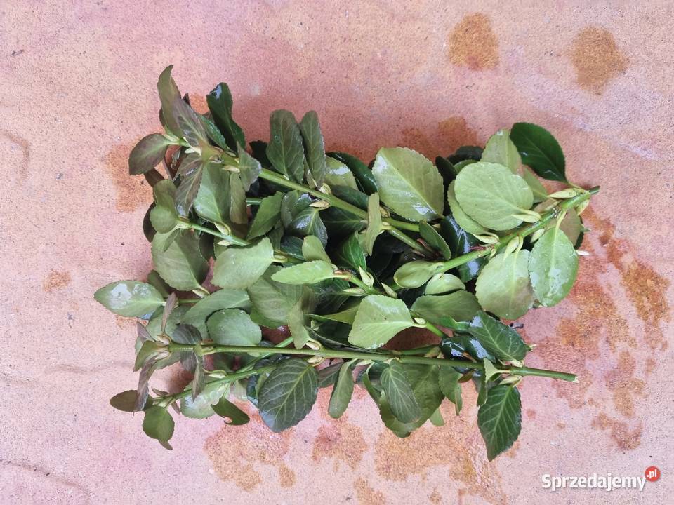 Trzmielina Zielona pnąca sztobry Lublin