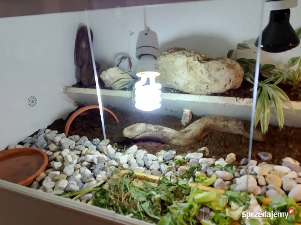 Żółw lądowy promienisty terrarium śląskie Bielsko-Biała