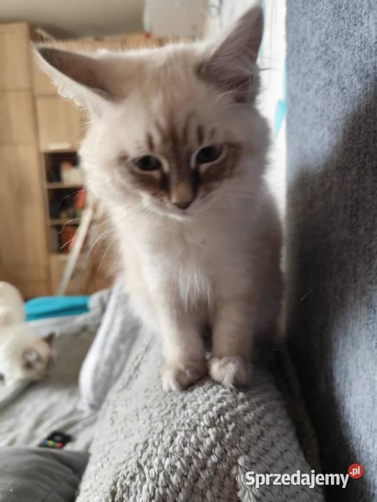 Kotki Neva masquerade FifeFPL Żyrardów