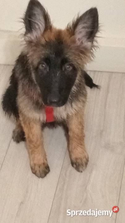 Sprzedam Owczarka Niemieckiego Długowłosy Bydgoszcz sprzedam