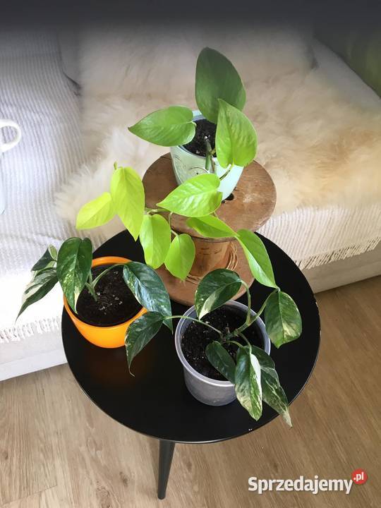 Rośliny z domowej ekologicznej uprawy Warszawa sprzedam
