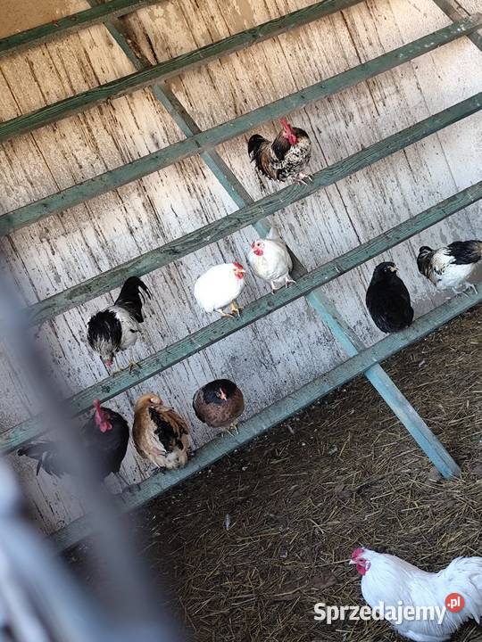 Koguciki cwerki Kościan