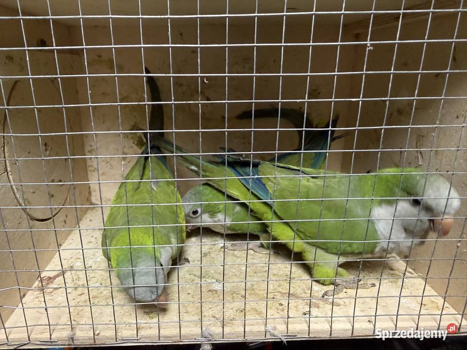 Mnichy dolnośląskie Trzebnica