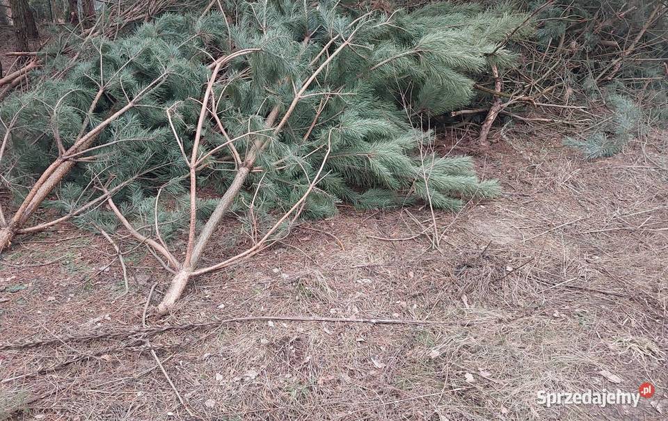 Oddam gałęzie gałęziówka opał drewno sprzedam