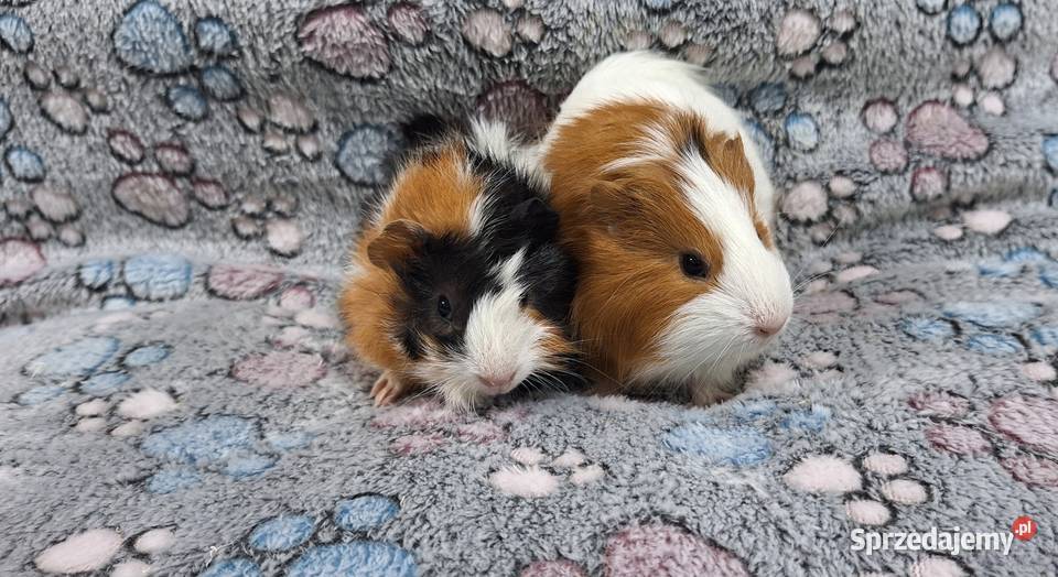 Świnki morskie samiczki cavia domowa Wołomin