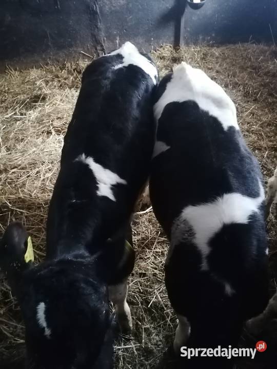 Cieleta jalowki 5 sztuk Tuchola