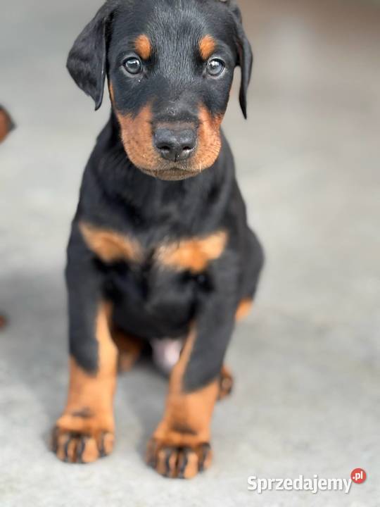 Doberman szczeniak z rodowodem Biłgoraj sprzedam