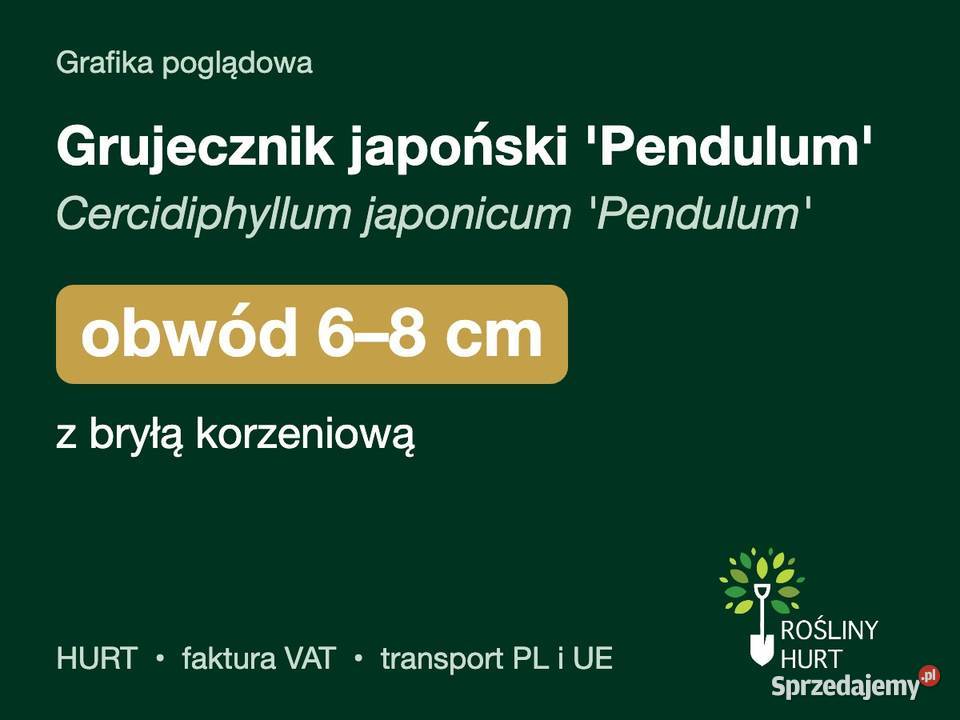 Grujecznik japoński Pendulum obwód 68 z bryłą sprzedam