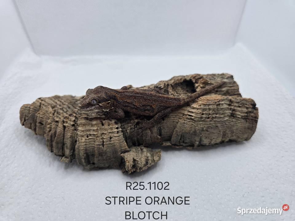 Gekony gargulcowe Zawiercie