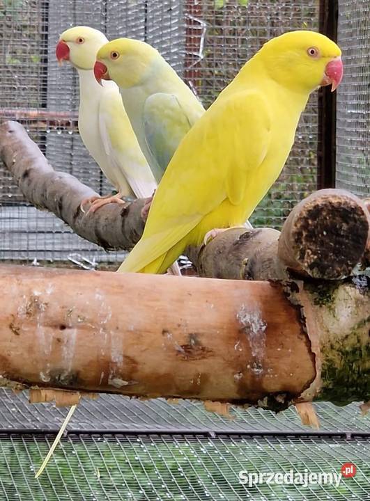 Aleksandretta obrożna łatwo się oswaja i można Wrocław