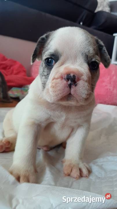 Buldogi francuskie merle blue BŁĘKITNE OCZY odb.maj