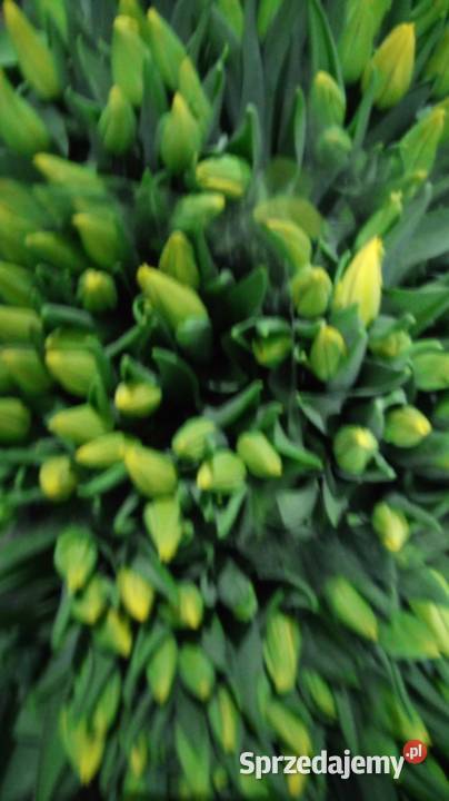 Tulipan cięty na 8 marca śląskie Częstochowa