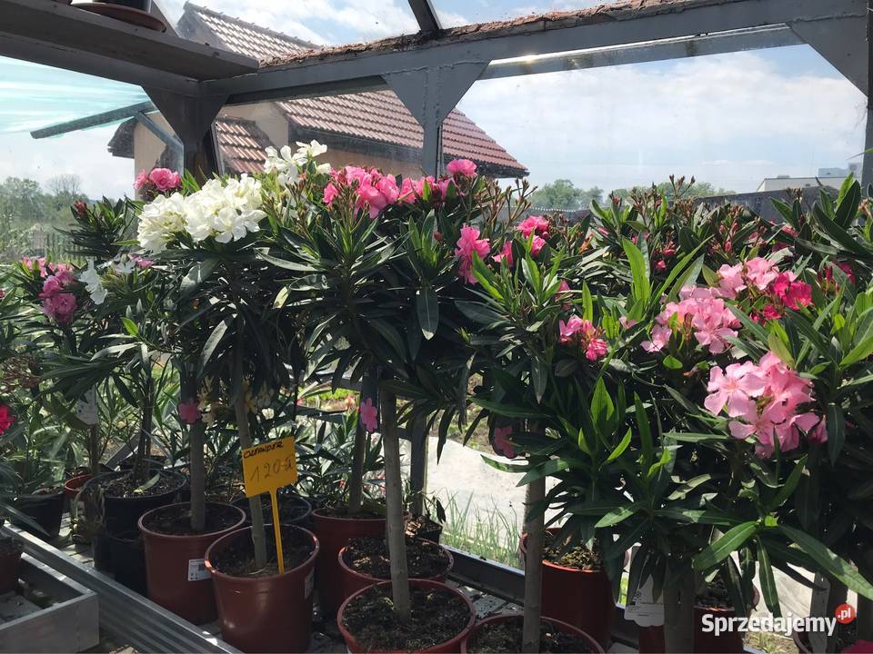 Oleander na pniu kwitnące Brzeźnica