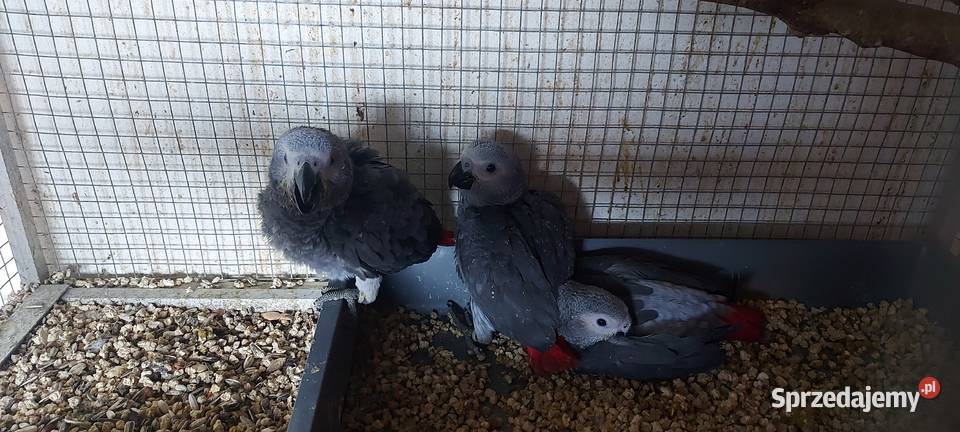 ŻAKO KONGIJSKIE RĘCZNIE KARMIONE Dąbrowa Górnicza sprzedam