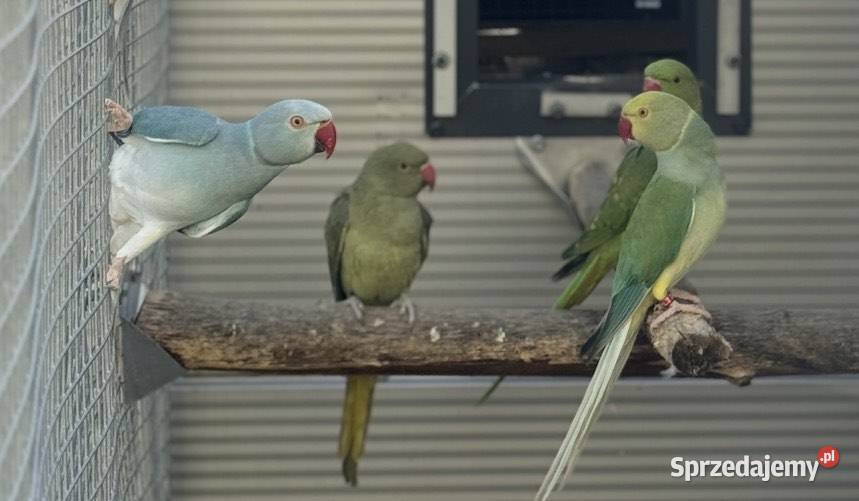 Papugi Aleksandretty obrożne opalin go para