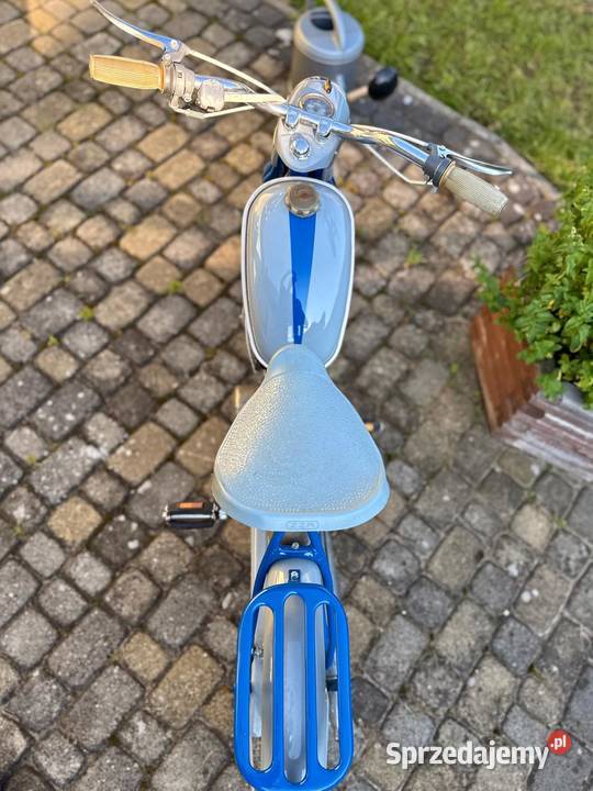 Komar sztywniak podkarpackie Rzeszów