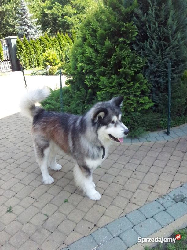Alaskan malamute szczenięta łódzkie Aleksandrów Łódzki sprzedam