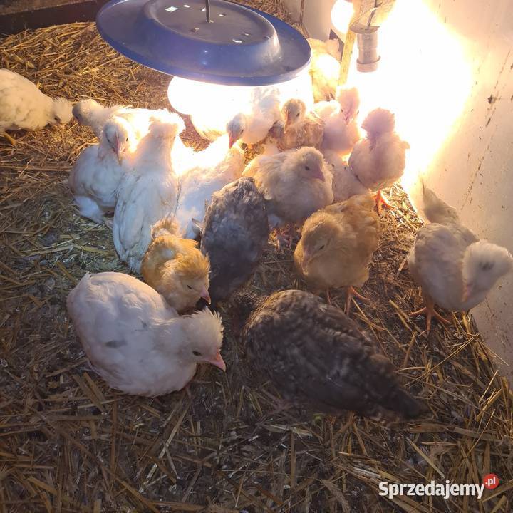Pisklaki kurczaki Rolnictwo mazowieckie Łaskarzew