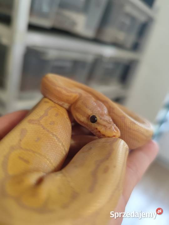 Pytony Królewskie młode i dorosłe Pruszków sprzedam